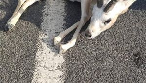 Otomobilin çarptığı yaralı ceylanla kayıplara karışan iki şüpheliye, 24 bin lira ceza kesildi