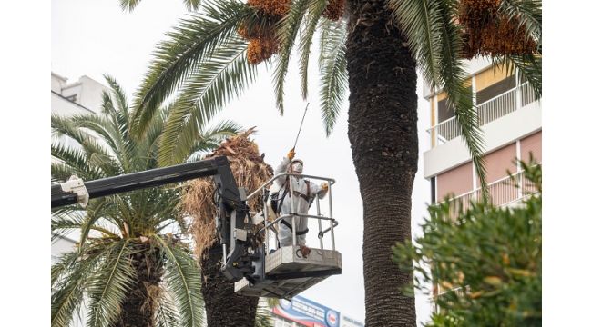 Palmiye ağaçlarına koruma kalkanı