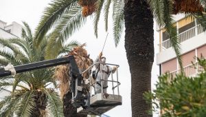 Palmiye ağaçlarına koruma kalkanı