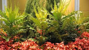 Türkiye’nin en yeşil buluşması