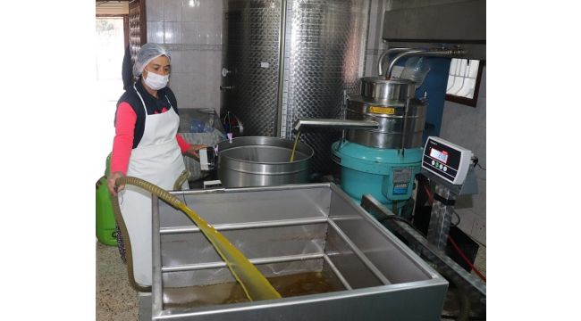 Zeytinyağını kadınlar üretiyor, tadına doyulmuyor…