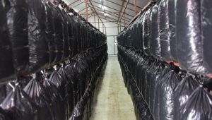 Aliağa’da İstiridye Mantarı Yetiştirilecek