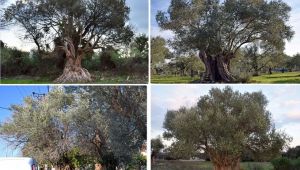  Asırlık zeytin ağaçları tarihe meydan okuyor