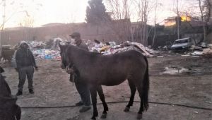 Atları kesilmekten zabıta kurtardı