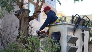 Bayraklı’da Sağlıklı Ağaç Dönemi