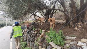 Bayraklı’da Sokak Hayvanları Yalnız Değil