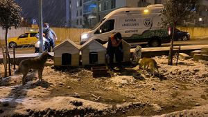 Buca Belediyesi, soğuk havalarda minik dostlarını unutmadı