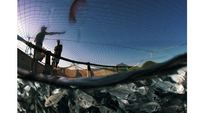 Her dört balıktan üçünü Egeli balıkçılar ihraç etti