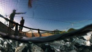 Her dört balıktan üçünü Egeli balıkçılar ihraç etti