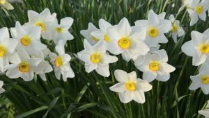 Karaburun Yarımadası'nda yetiştirilen nergis çiçeği rağbet görüyor