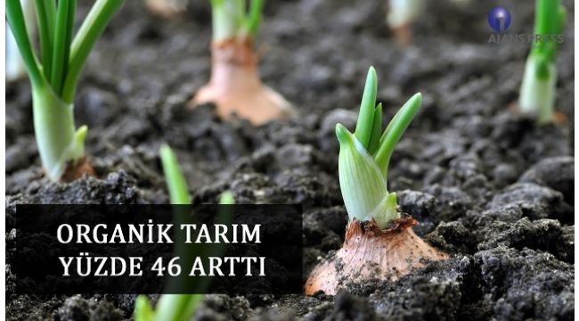 Organik Tarım Yüzde 46 Arttı