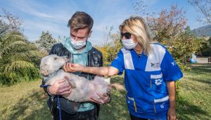 “Satın alma sahiplen”