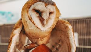 Sevimli dostlar emin ellerde