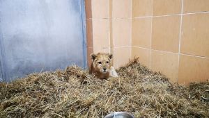 Yavru aslan kafesten Doğal Yaşam Parkı’na 