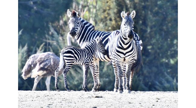 2021'in ilk yavruları dünyaya geldi