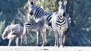 2021'in ilk yavruları dünyaya geldi 