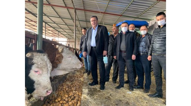 Gürer: “Patates sonunda hayvan yemi oldu”