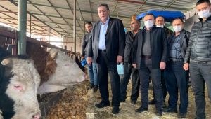 Gürer: “Patates sonunda hayvan yemi oldu”