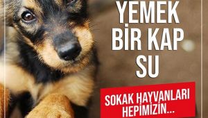 Hayvan hakları için çıksın artık bu yasa!