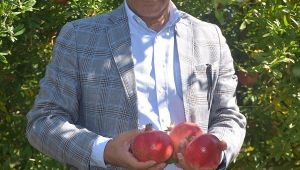  İhracatta nar bereketi