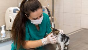 Kısırlaştırılan kedi-köpek sayısı iki katına çıktı