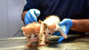 Narlıdere Belediyesi’nden satın alma sahiplen!