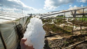 Soyer’den dolu nedeniyle zarara uğrayan üreticilere ziyaret