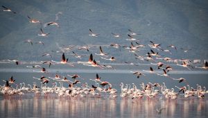 Türkiye’nin ilk Yeşil Şehir Eylem Planı İzmir için hazırlandı