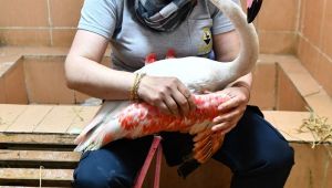 Yaralı flamingo ve iki pelikan tedavi altında