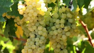  2021 yılı ihracat hedefi 1 milyar 200 milyon dolar