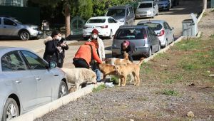 Bayraklı'da Hayvanseverlerden Örnek Dayanışma