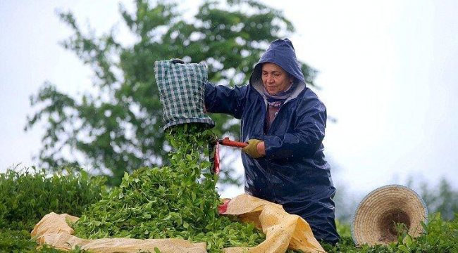 Çaykur işçi alımı İŞKUR başvurusu nasıl yapılır, şartları neler?