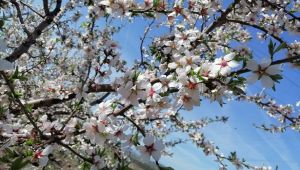 Çeşme’de badem ağaçlarının çiçeği soldu