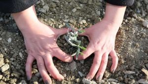 İzmir'de 42 bin fidan 'bal ormanı' için toprakla buluştu