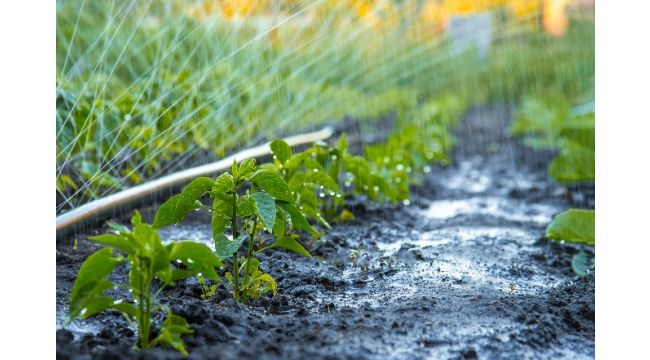 Sürdürülebilir tarım, pandemide kilit rol oynadı