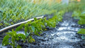Sürdürülebilir tarım, pandemide kilit rol oynadı
