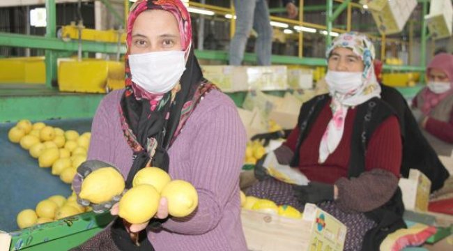 Talep azaldı, limon fiyatları düştü; 3 liradan alıcı buluyor