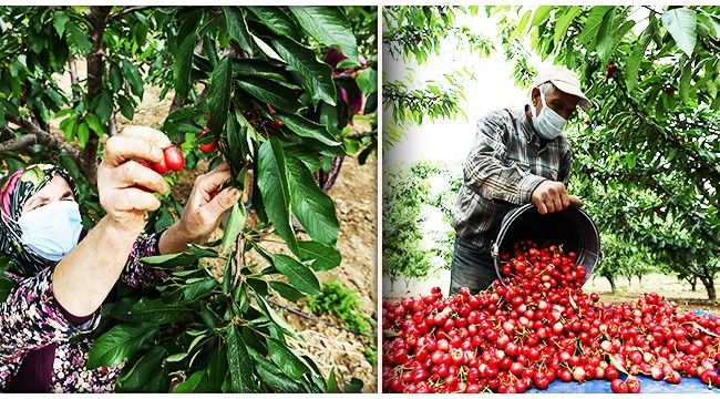 Kirazda yeni sezon 'rekor ihracat' hedefiyle başladı