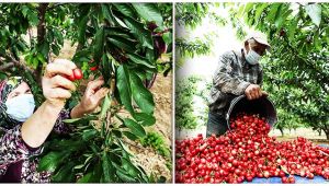 Kirazda yeni sezon 'rekor ihracat' hedefiyle başladı