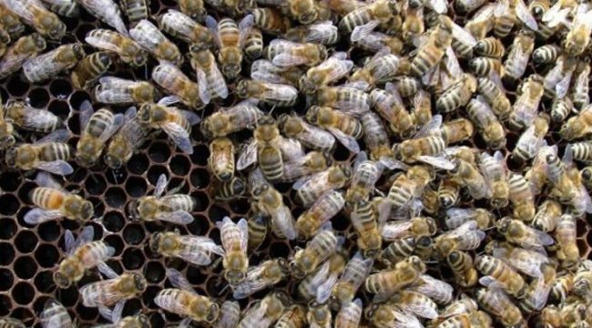 Samsun'da arı kabusu! Yaşlı adam hayatını kaybetti