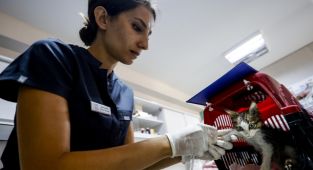 Gönüllü dört veteriner görev başında