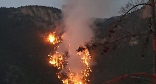 Adana'nın Saimbeyli ilçesinde çıkan orman yangını kontrol altına alındı