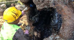 Anıt ağaçlar emin ellerde