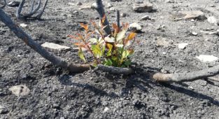 “Bir Fidan Bir Dünya” kampanyası büyüyor