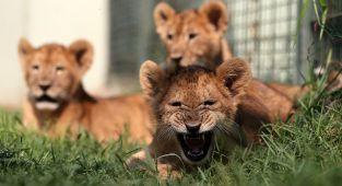 Dünyaya gözlerini açan aslanlar yeni yuvalarına alıştı
