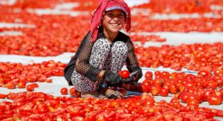  Ege ovalarındaki 'kırmızı mesai'yi erken bittti