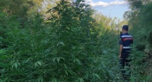 Manisa'da 8 kilogram esrar ve 1327 kök Hint keneviri ele geçirildi