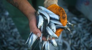 Marmara Denizi'nde hamsi, istavrit ve sardalya için dökme avcılık yasaklandı