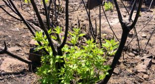 Marmaris'te yangınlar sonrası doğa canlanmaya başladı