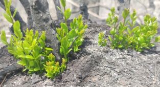 Yanan orman alanlarında doğa yeniden canlanmaya başladı